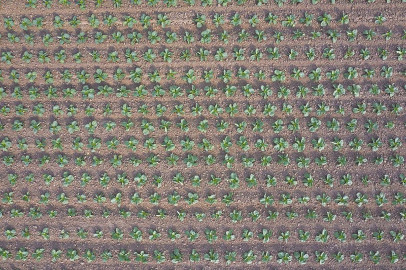 Aerial view over white cabbage field showing rows of Dutch cabbages