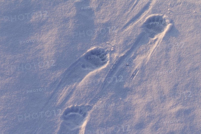 Polar bear