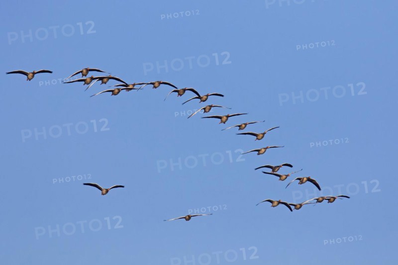 Flock of migrating greylag geese