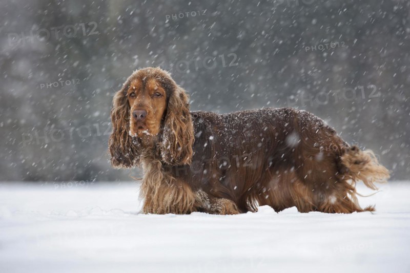 English Cocker Spaniel dog in the snow during snowfall in winter