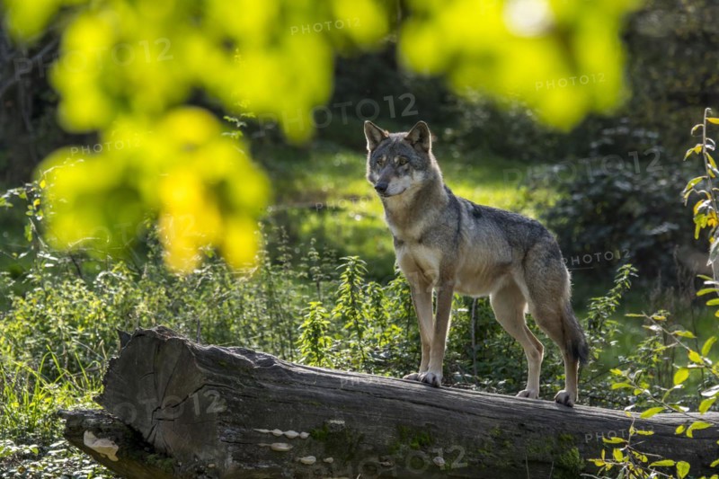 Skinny solitary Eurasian wolf