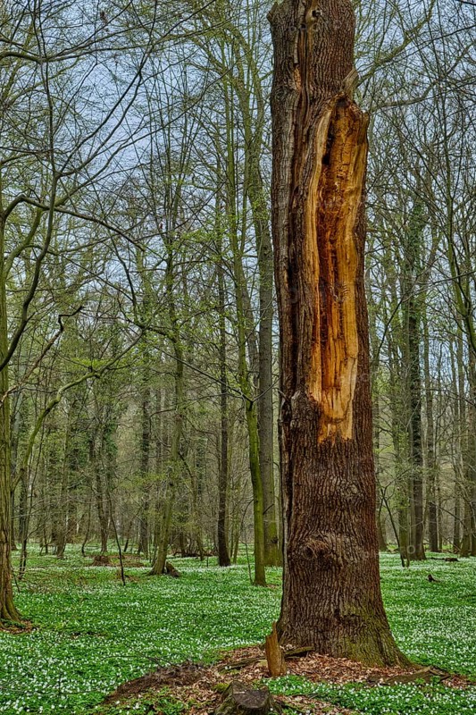 The Lasker Auenwald nature reserve in the Sorbian settlement area in spring