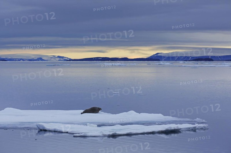Bearded seal