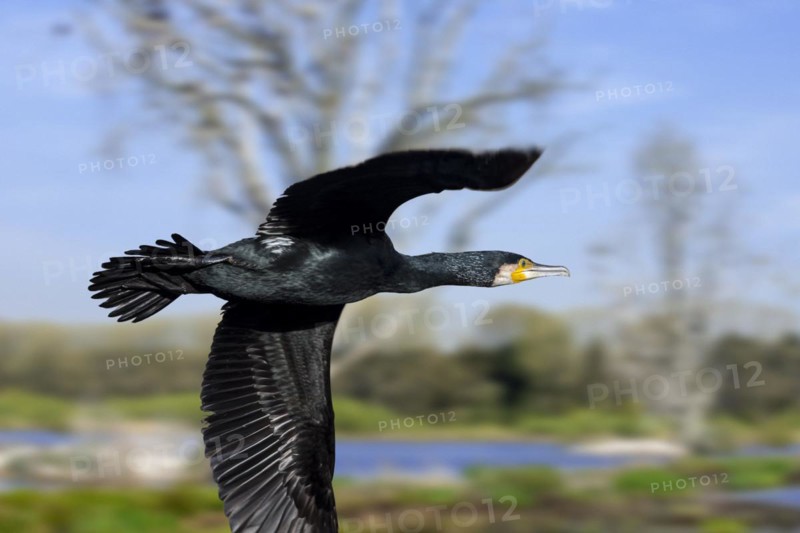 Great cormorant