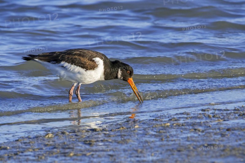 Common pied oystercatcher