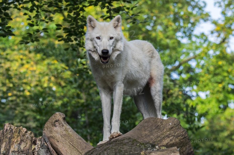 Hudson Bay wolf