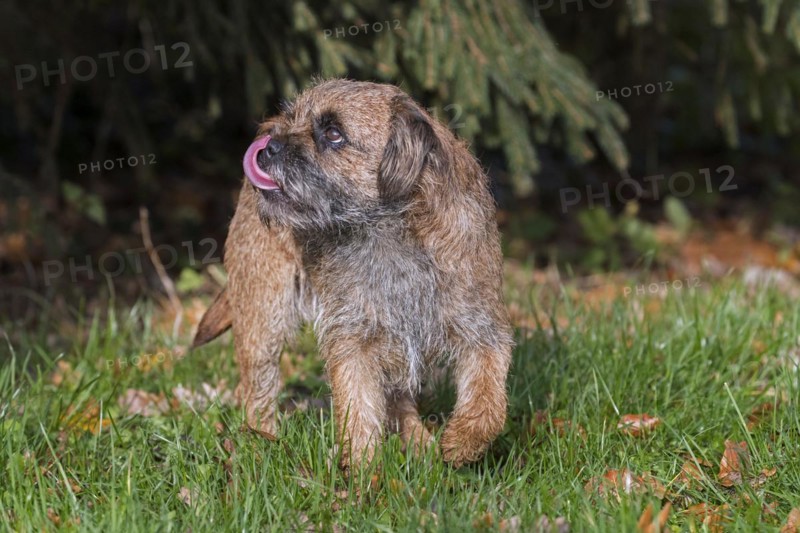 Grizzled border terrier licking nose in garden. British dog breed of small