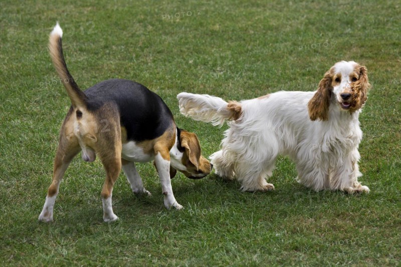 Beagle sniffing at English Cocker Spaniel