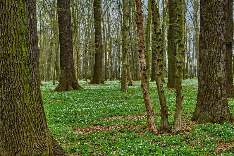 The Lasker Auenwald nature reserve in the Sorbian settlement area in spring