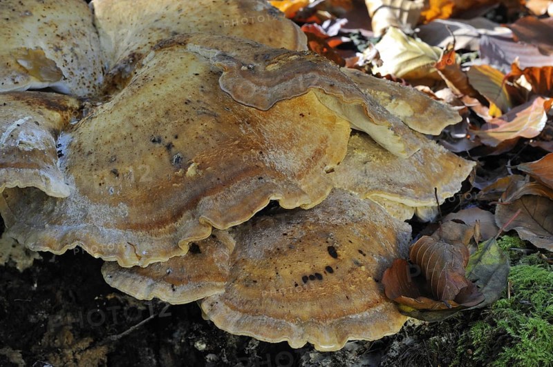 Giant polypore bracket fungus