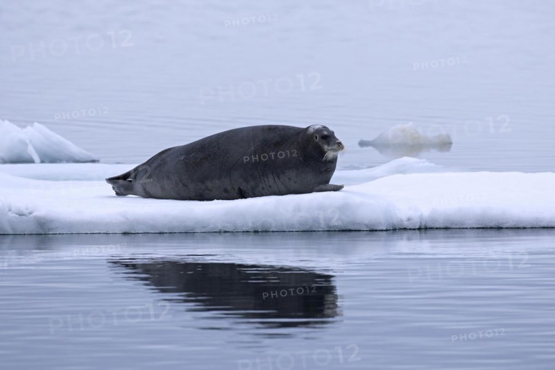 Bearded seal
