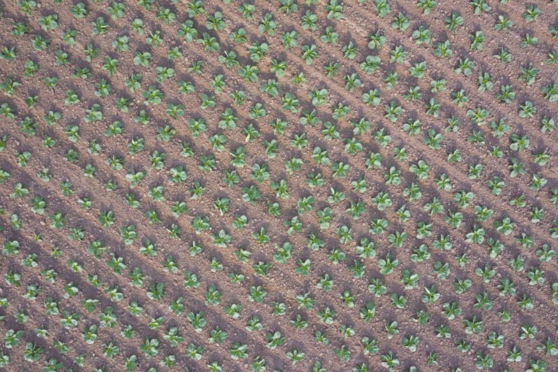 Aerial view over white cabbage field showing rows of Dutch cabbages