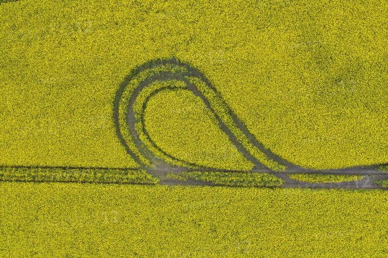 Aerial view over farmland with tractor track running and turning through flowering oilseed rape
