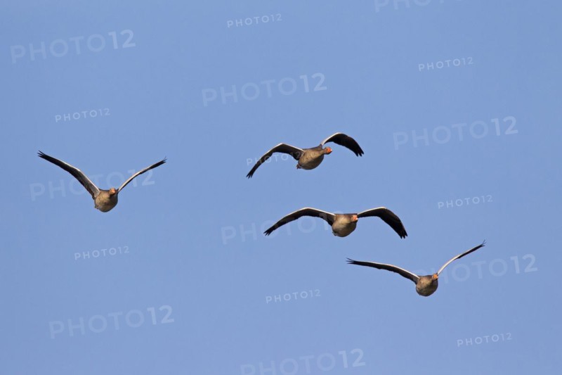 Greylag goose