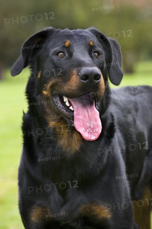 Beauceron dog