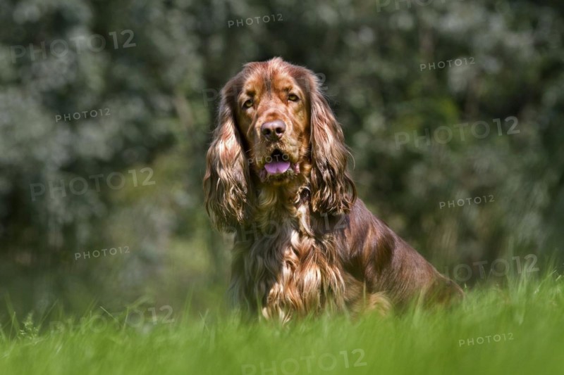 English Cocker Spaniel portrait in garden