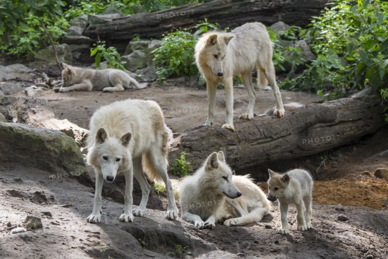 Hudson Bay wolf pack