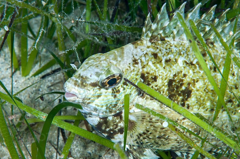 Lessepsian rabbitfish