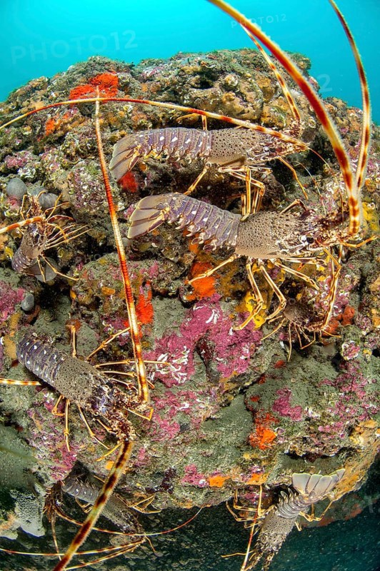 Mediterranean Lobster