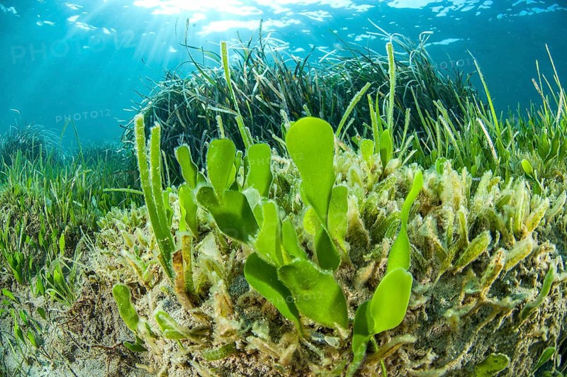 Green alga Caulerpa prolifera and Halophila stipulacea seagrass