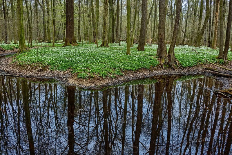 The Lasker Auenwald nature reserve in the Sorbian settlement area in spring
