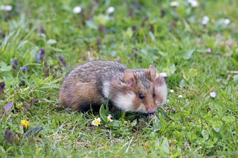 European hamster