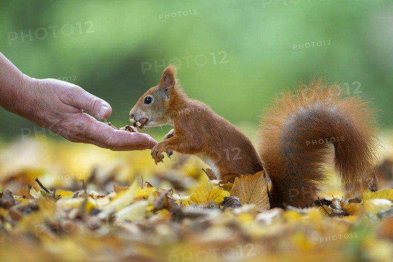 Eurasian red squirrels