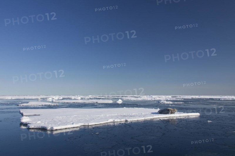 Bearded seal