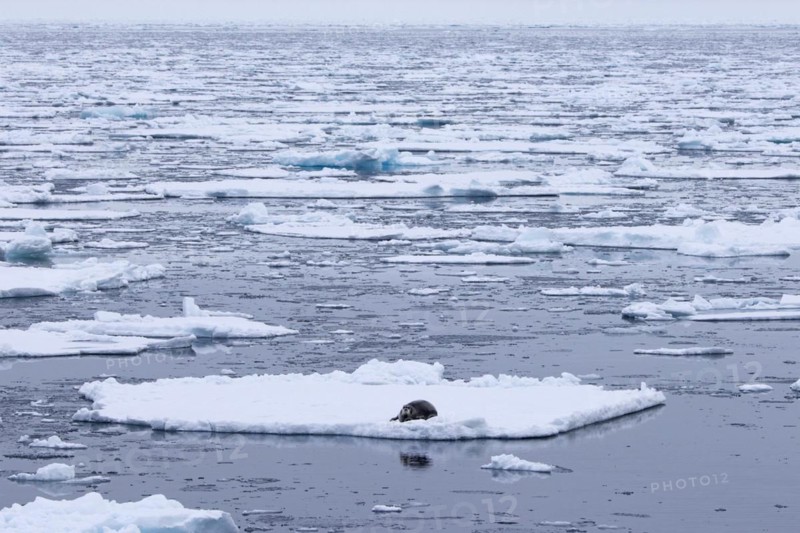 Bearded seal