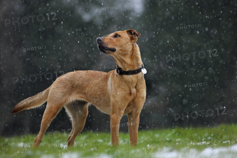 Mixed-breed dog