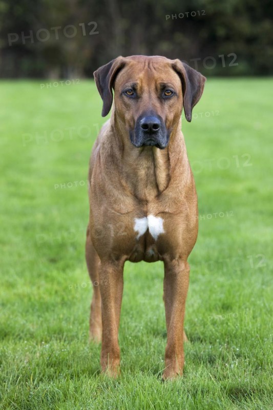 Rhodesian Ridgeback