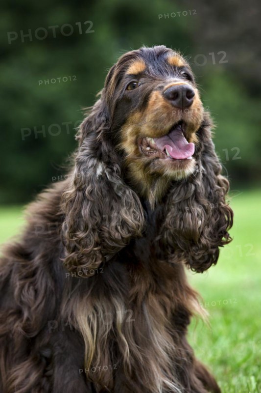 English Cocker Spaniel