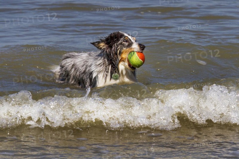 Shetland Sheepdog