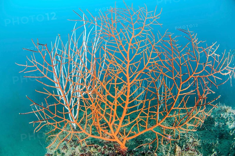 Orange gorgonian Leptogorgia sarmentosa