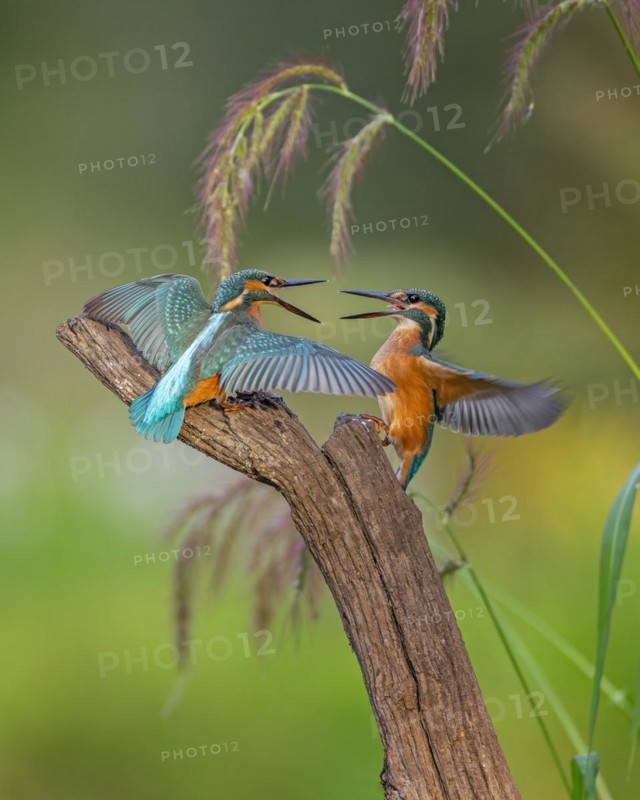 Common kingfisher