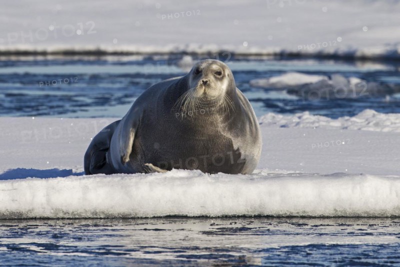 Bearded seal