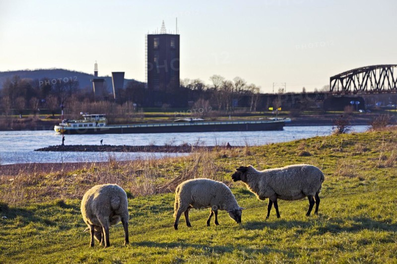 Sheep on the Rhine meadows in Duisburg with cargo ship on the Rhine and Rheinpreussen Shaft VIII Colliery in Moers