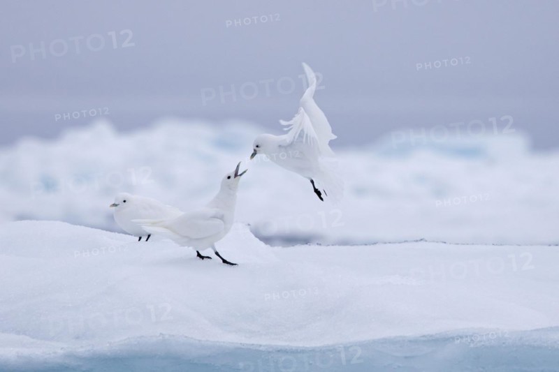 Three ivory gulls