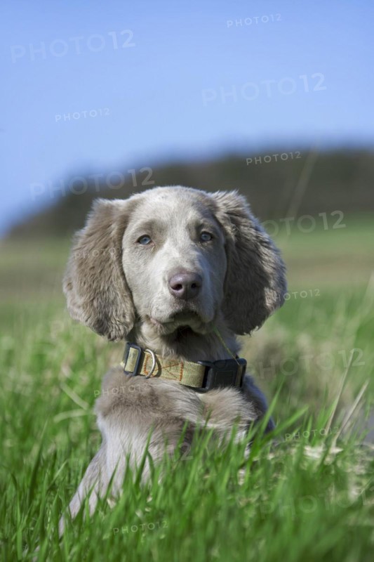 Weimaraner