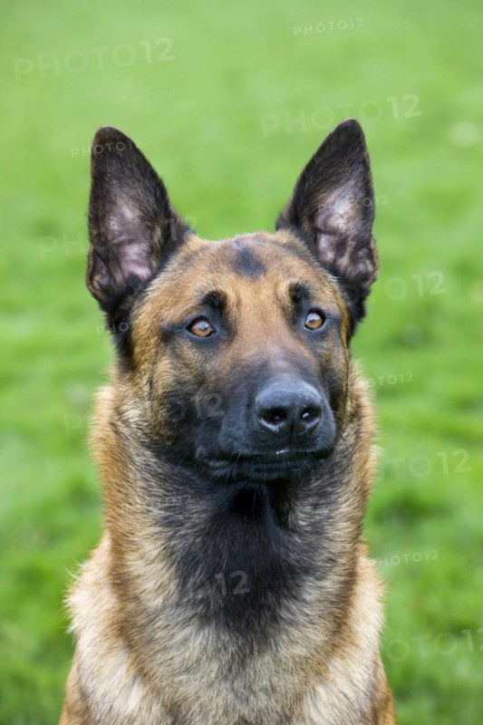 Belgian Shepherd Dog