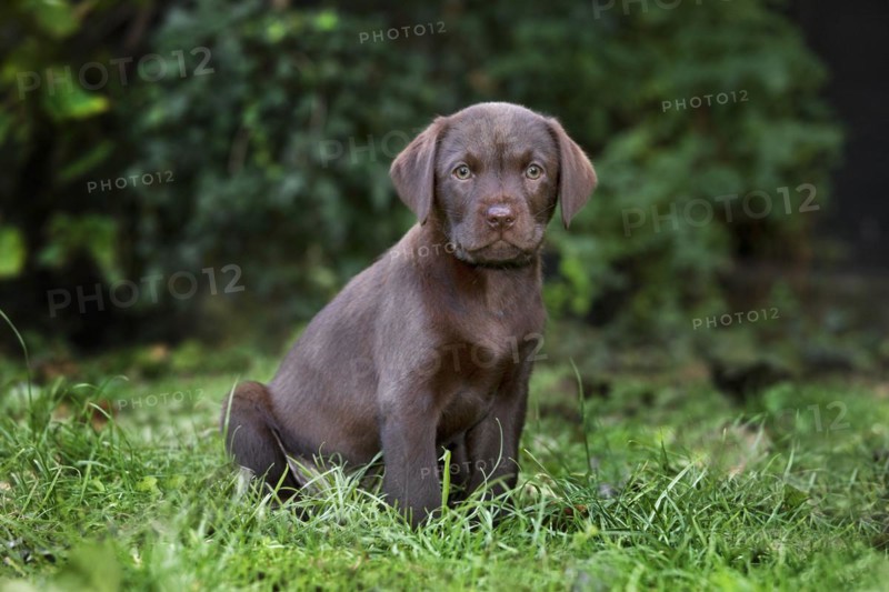 Labrador