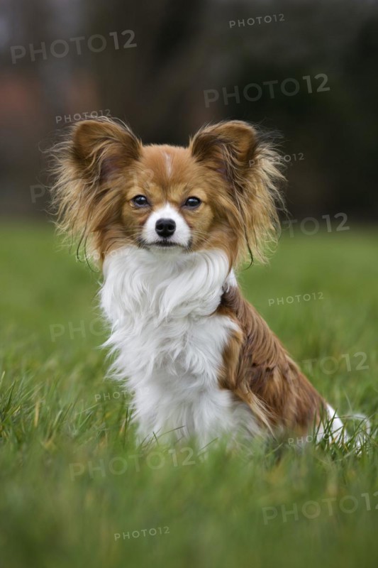 Papillon dog