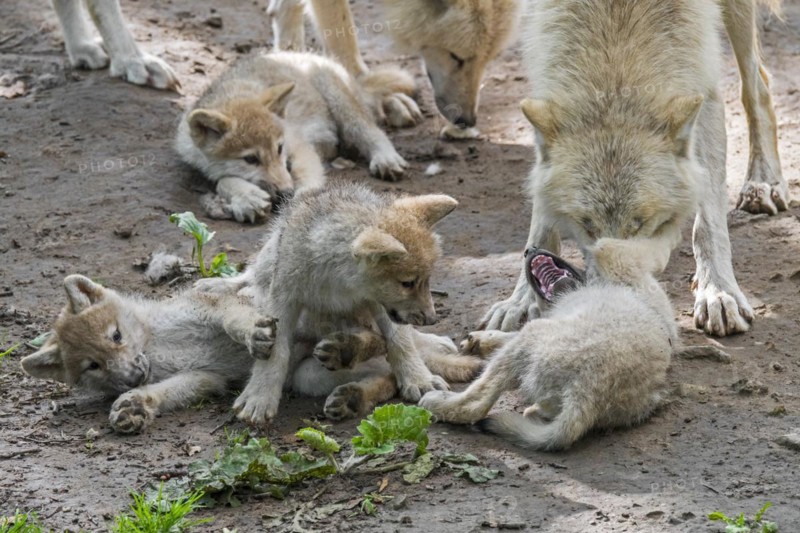 Hudson Bay wolves
