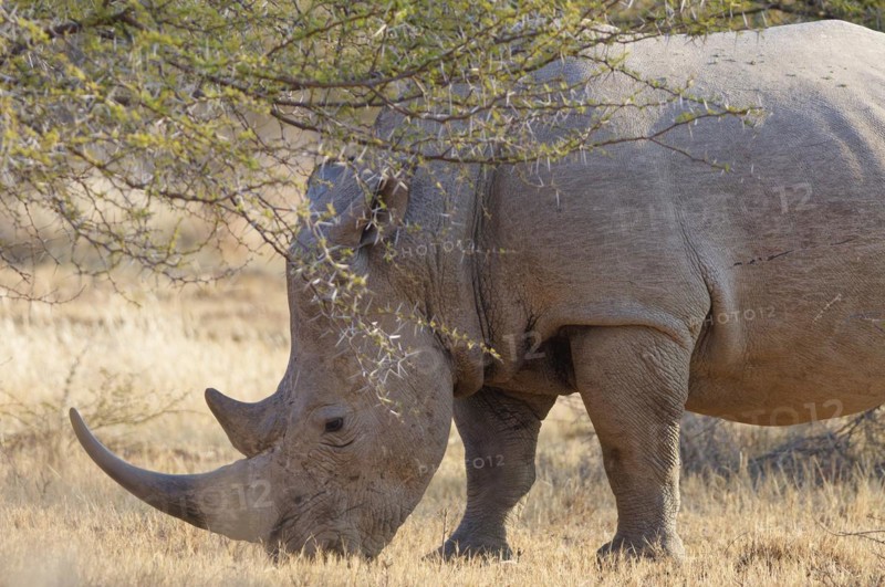 White rhinoceros