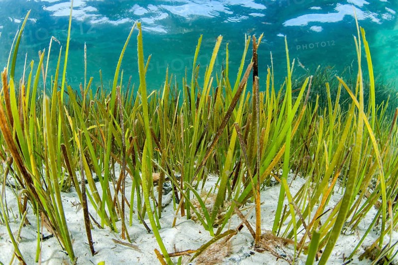 Cymodocea nodossa seagrass meadow