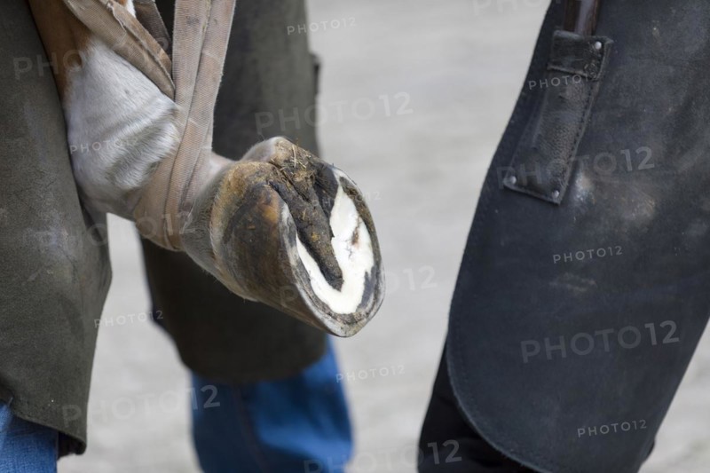 Horse hoof is newly impounded