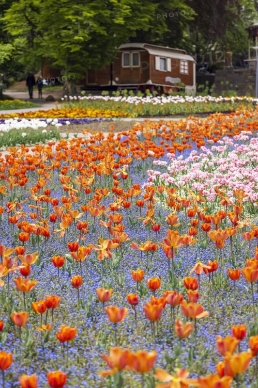 Flower field in spring with tulips