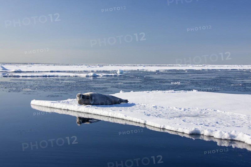 Bearded seal