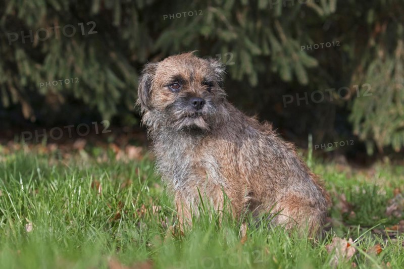 Grizzled border terrier sitting in garden. British dog breed of small