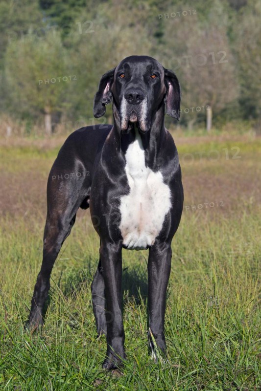 Great Dane